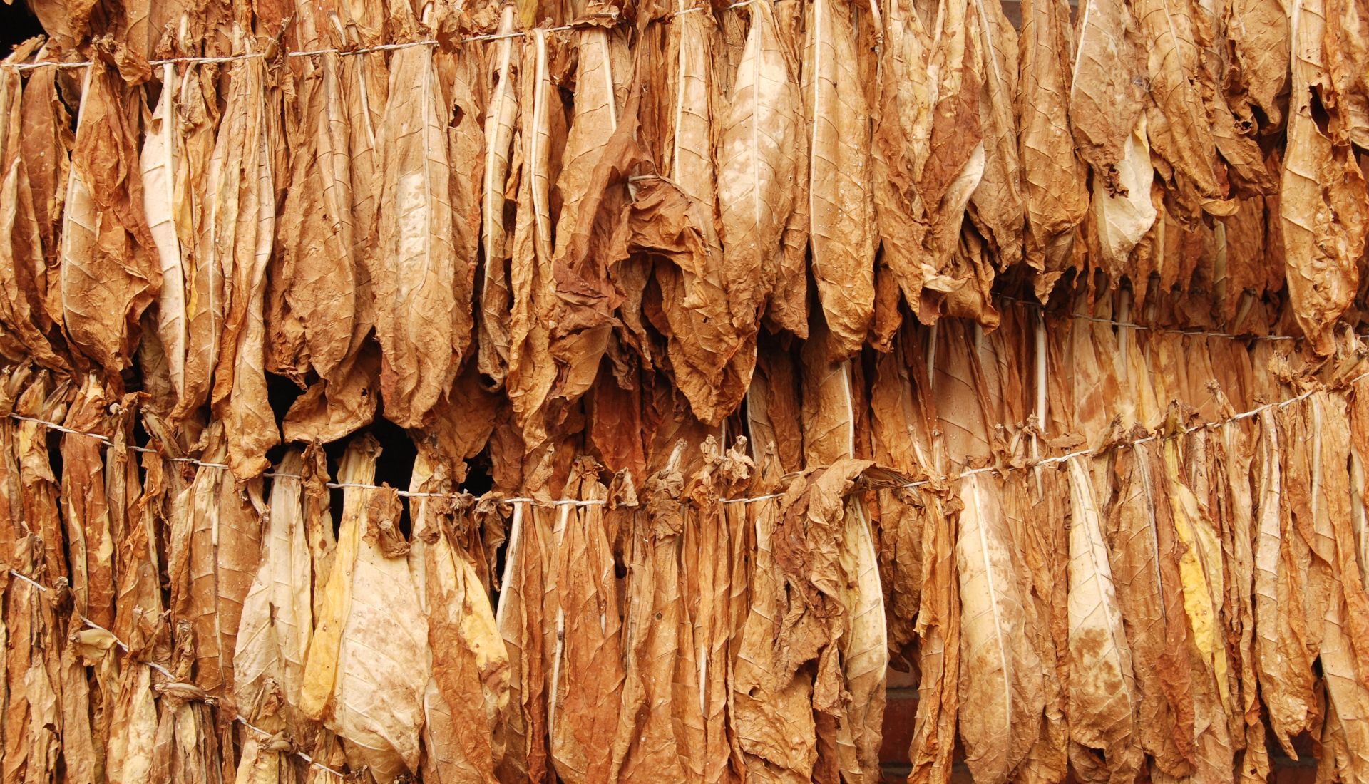 Imagen de hojas de tabaco secando.